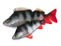 FOX Rage Ultra Natural Fillets