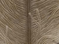 Ostrich Herl - 041 Tan