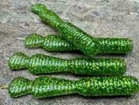 Esche Great Fish GF2 Leech 60mm 1.8g - no scent - glitter green