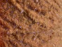 Semperfli EggStatic Egg Fritz 8mm - Brown Trout Roe