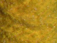Semperfli EggStatic Egg Fritz 8mm - Fl Orange Tobiko