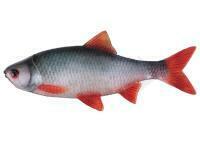 Esche Fox Rage Ultra Natural Fillets 8cm - Roach