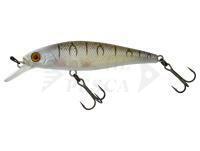 Hard Lure Illex Squad Minnow 65 SP - Tiger Bone