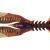 Jackall Bleeker Slit Claw 2.2