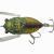Tiemco Esche Cicada Origin
