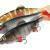 FOX Rage Esche Giant Replicant