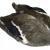 Veniard Mallard Duck - whole wings