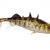 Westin Esche siliconiche Stanley the Stickleback Shadtail